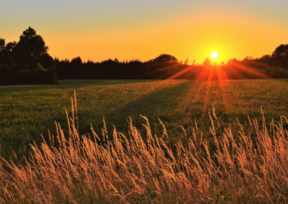 Image of sunrise over field 