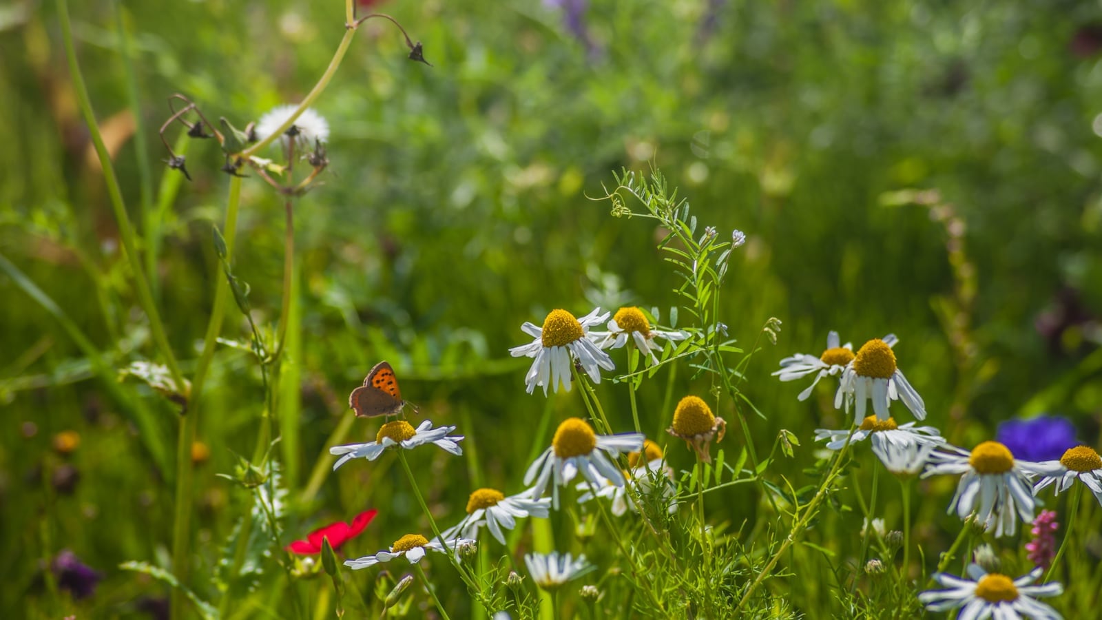 The Role of Biodiversity in Sustainable Food & Beverage Practices