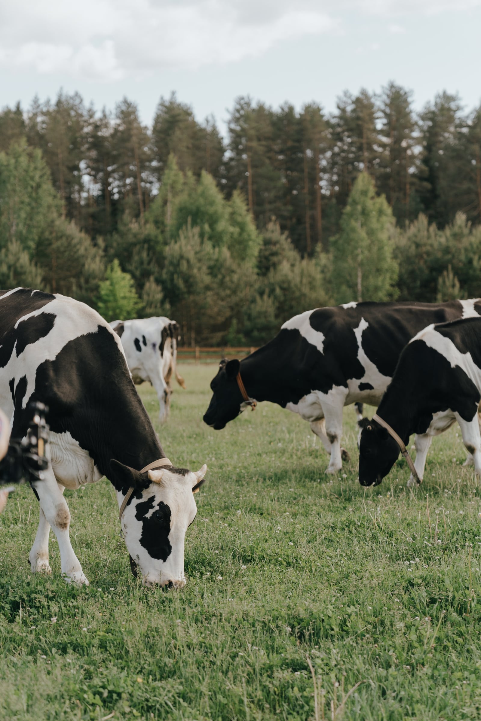 Navigating Alternative and Non-Dairy Milks
