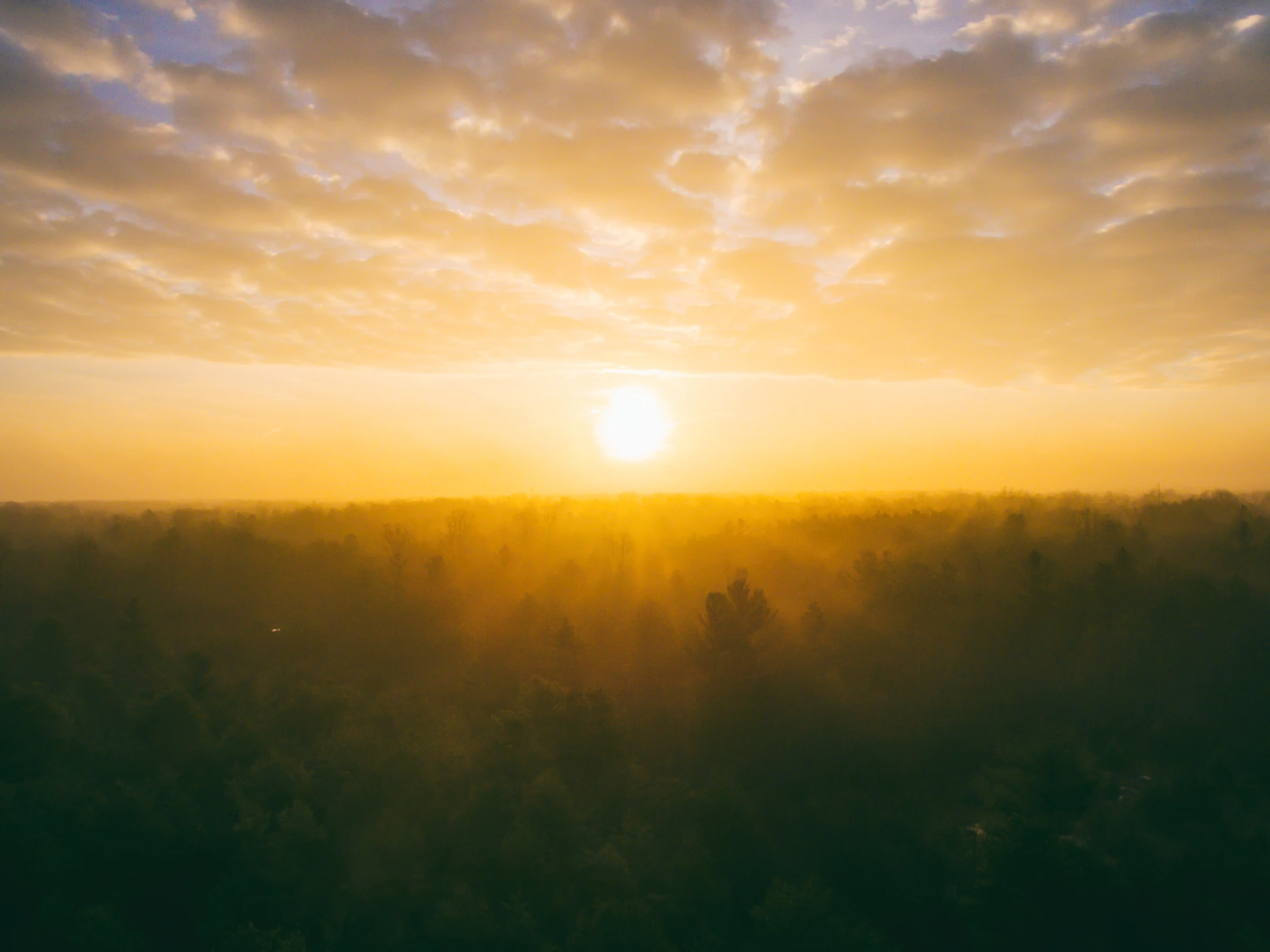 Field at golden hour